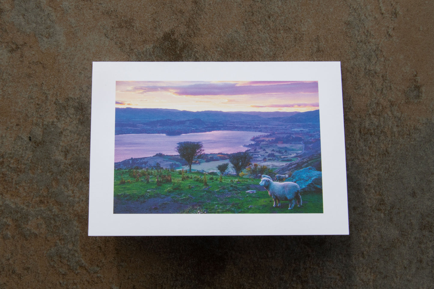 Animal Greeting Card 3-Pack