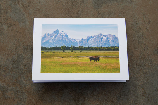 Wyoming Bison Greeting Card