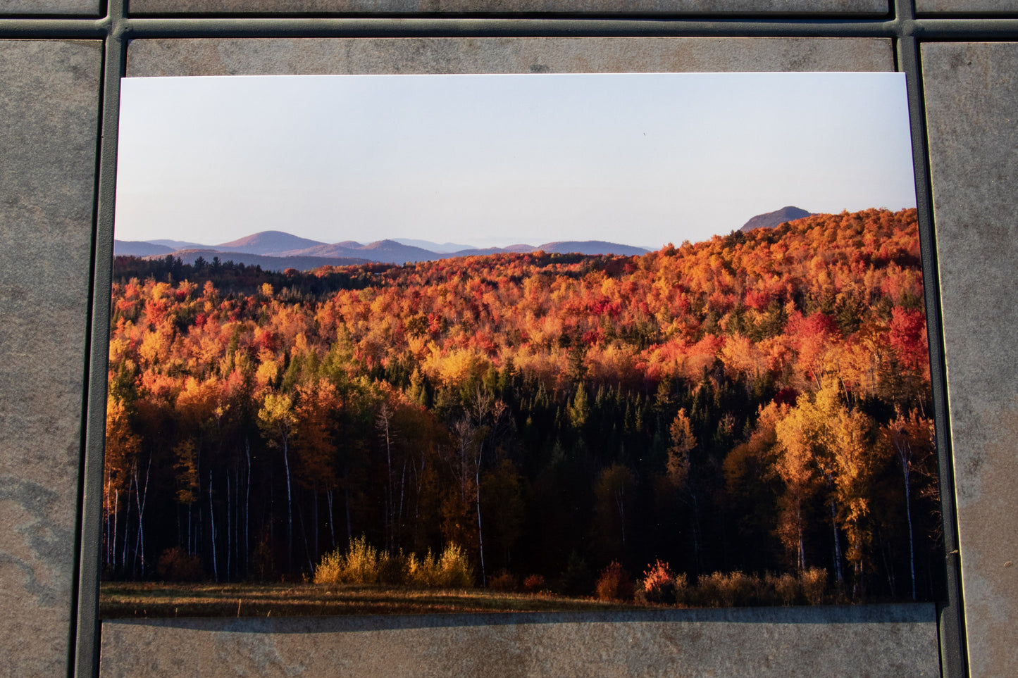 NH Foliage (8x12 Print)