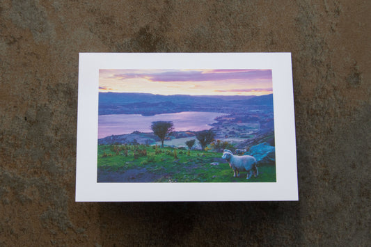 New Zealand Sheep Greeting Card